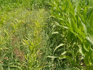 Siatki do bel: kluczowe cechy i korzyści ich stosowania Siatki do bel: kluczowe cechy i korzyści ich stosowania