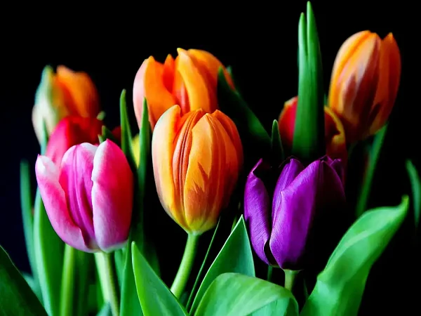 Zamów kwiaty przez internet na dzień kobiet Zamów kwiaty przez internet na dzień kobiet